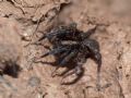 Trochosa sp.